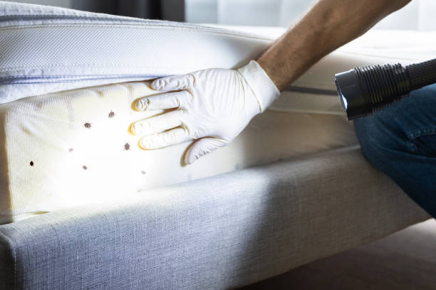 Best Termite Control Services  in Park City, IL