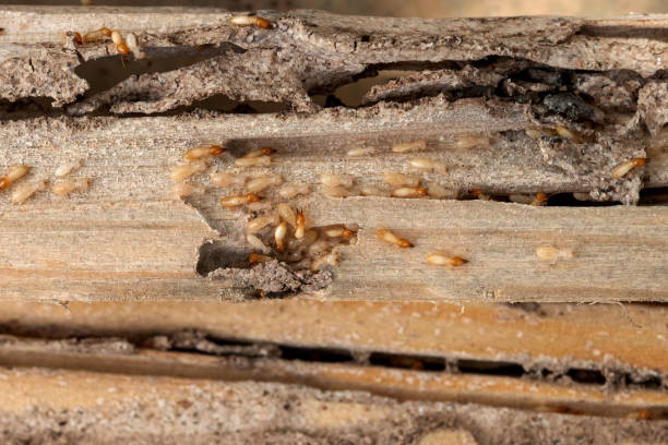 Insect Control in Park City, IL